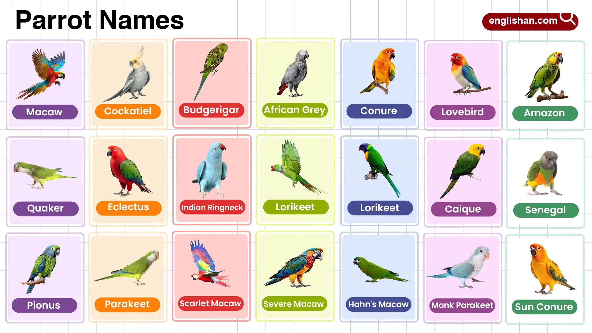 Parrot Names in English with their Pictures