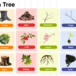 Parts of a Tree Names in English with their Pictures