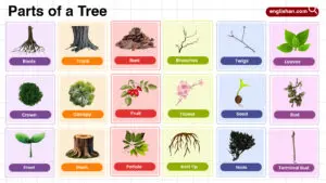 Parts of a Tree Names in English with their Pictures