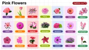 Pink Flowers Name in English with their Pictures