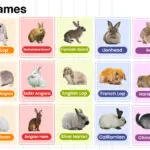 Rabbit Names in English with their Pictures
