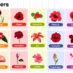 Red Flowers Name in English with their Pictures