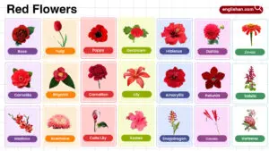 Red Flowers Name in English with their Pictures