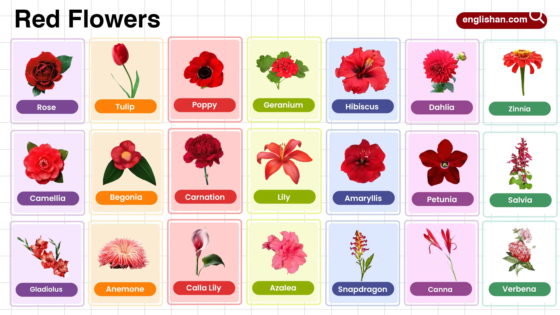 Red Flowers Name in English with their Pictures