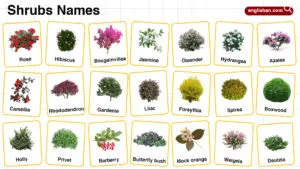 Shrubs Names in English with their Pictures