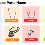 Parts of Stethoscope ( Functions and Labeled Diagram )