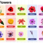 Summer Flowers Name in English with their Pictures