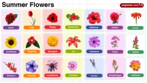 Summer Flowers Name in English with their Pictures