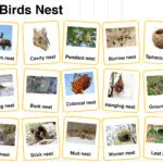 Types of Birds Nest Names in English with their Pictures
