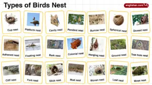 Types of Birds Nest Names in English with their Pictures