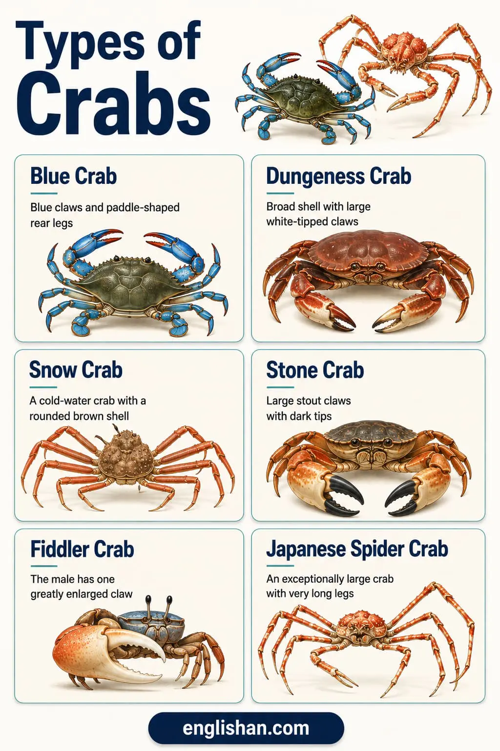 Blue crab, Dungeness, king crab, snow crab, hermit crab, and fiddler crab, the Types of Crabs found on menus and shorelines worldwide