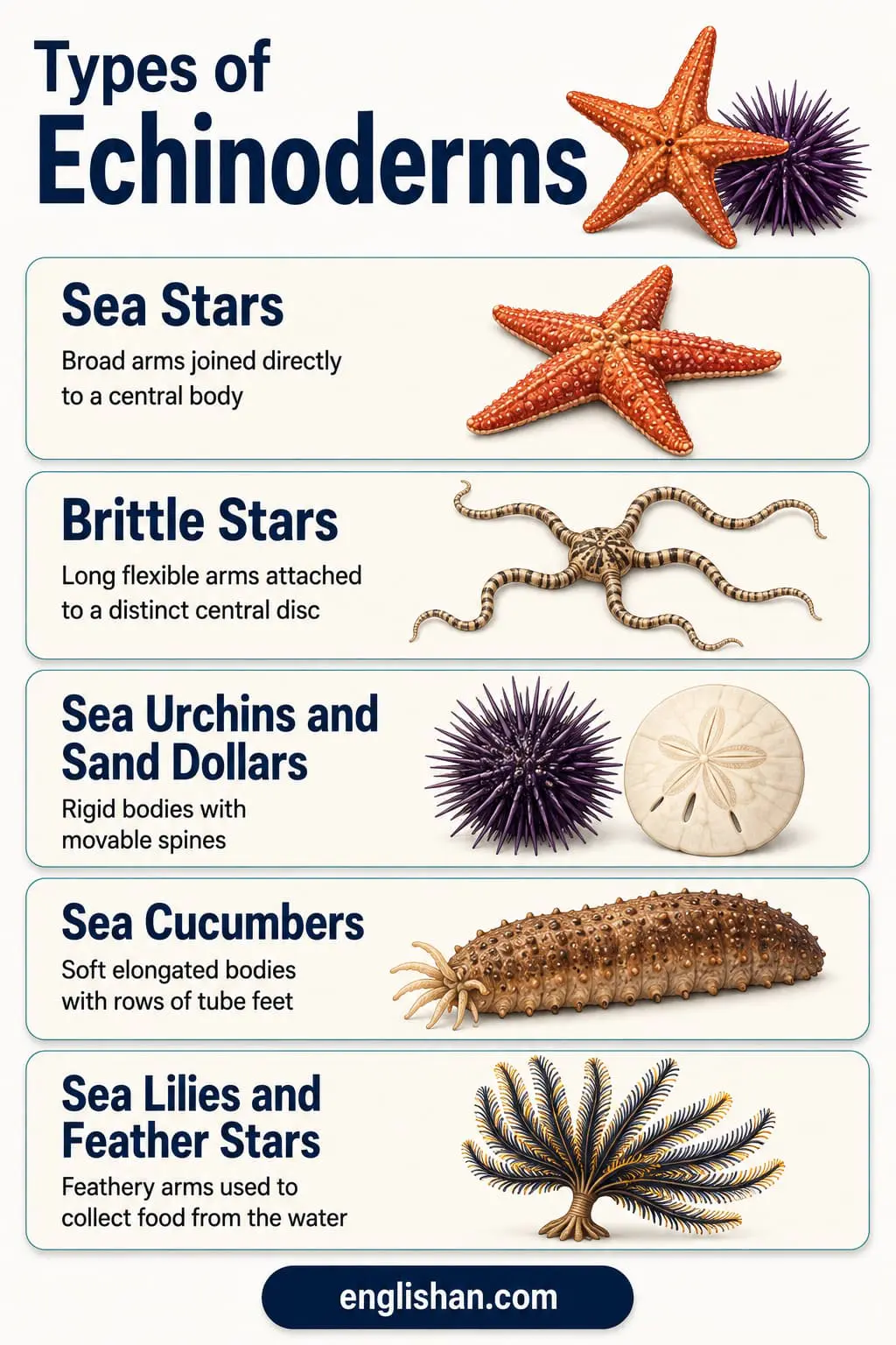 Starfish, brittle stars, sea urchins, sand dollars, sea cucumbers, and feather stars, the Types of Echinoderms living on the ocean floor