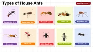 Types of House Ants in English with their Pictures