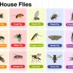 Types of House Flies in English with their Pictures