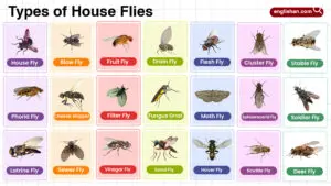 Types of House Flies in English with their Pictures
