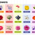 Winter Flowers Name in English with their Pictures
