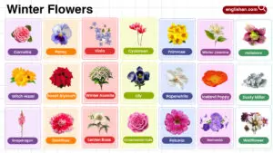 Winter Flowers Name in English with their Pictures