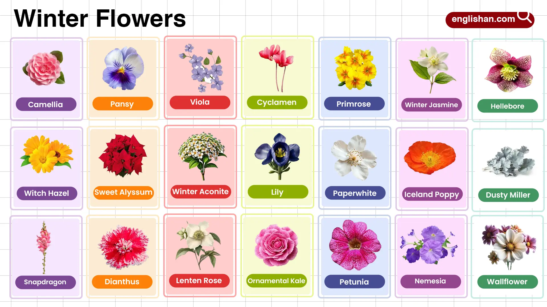 Winter Flowers Name in English with their Pictures