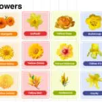 Yellow Flowers Name in English with their Pictures