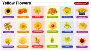 Yellow Flowers Name in English with their Pictures