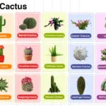 Types of Cactus in English with their Pictures