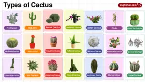 Types of Cactus in English with their Pictures
