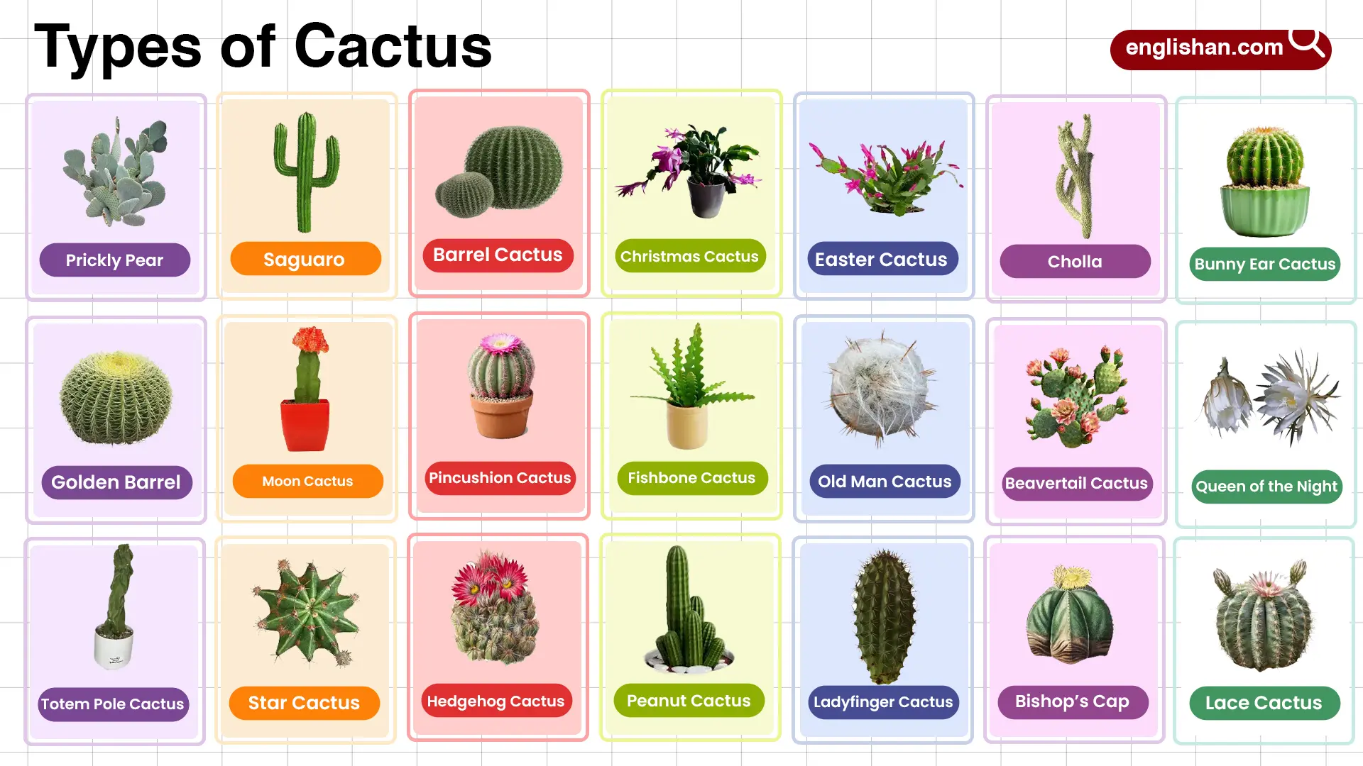 Types of Cactus in English with their Pictures