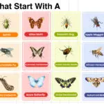 Insects That Start With A Words List