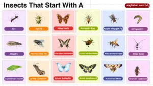 Insects That Start With A Words List