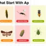 Insects That Start With Ap in English Vocabulary