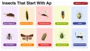 Insects That Start With Ap in English Vocabulary