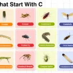 Insects That Start With C Words List