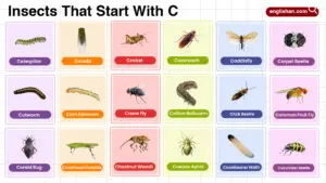 Insects That Start With C Words List
