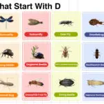 Insects that start with D – full list