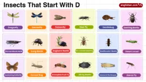 Insects that start with D – full list