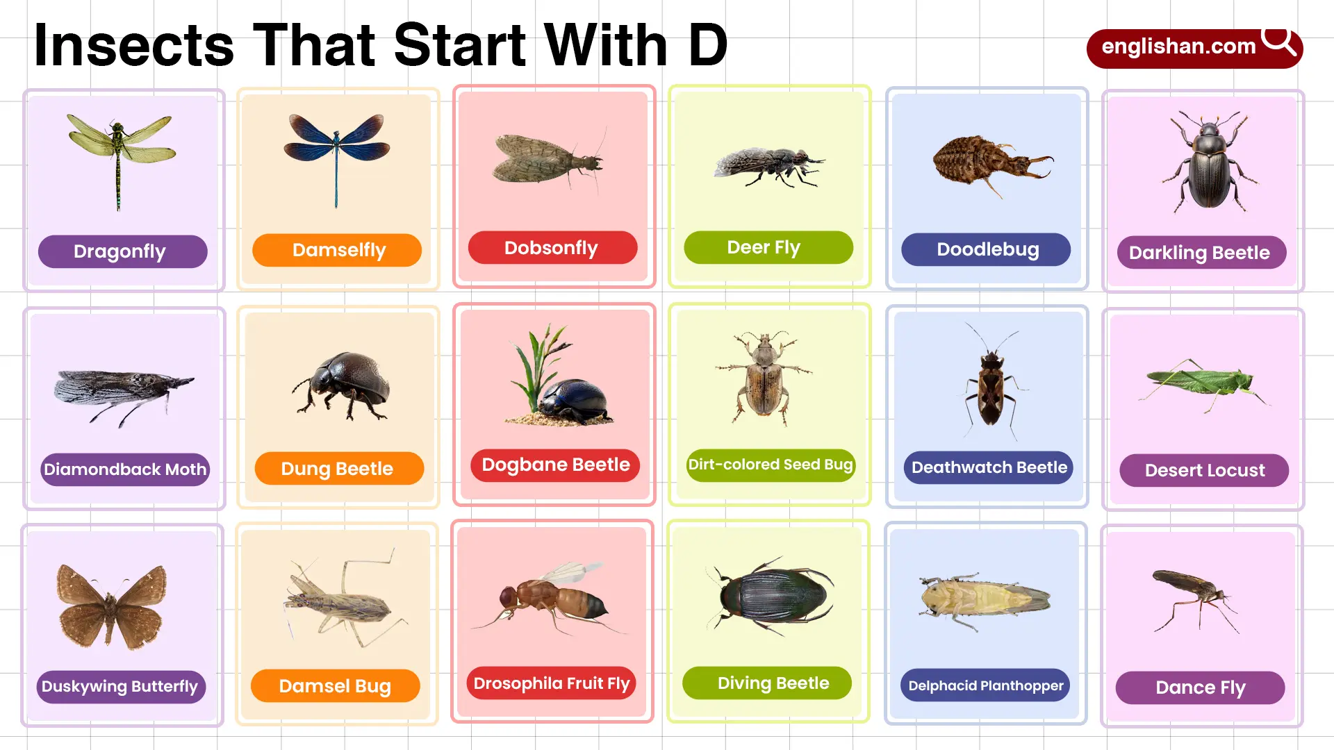 Insects that start with D – full list