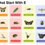 Insects that start with E – complete list