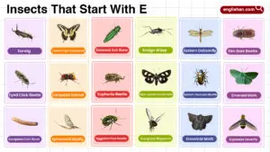 Insects that start with E – complete list