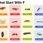 Insects that start with F – full list