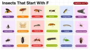 Insects that start with F – full list