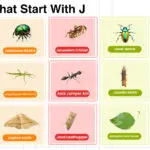 Insects That Start With J complete words list