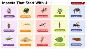 Insects That Start With J complete words list
