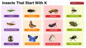 Insects That Start With K comprehensive words list