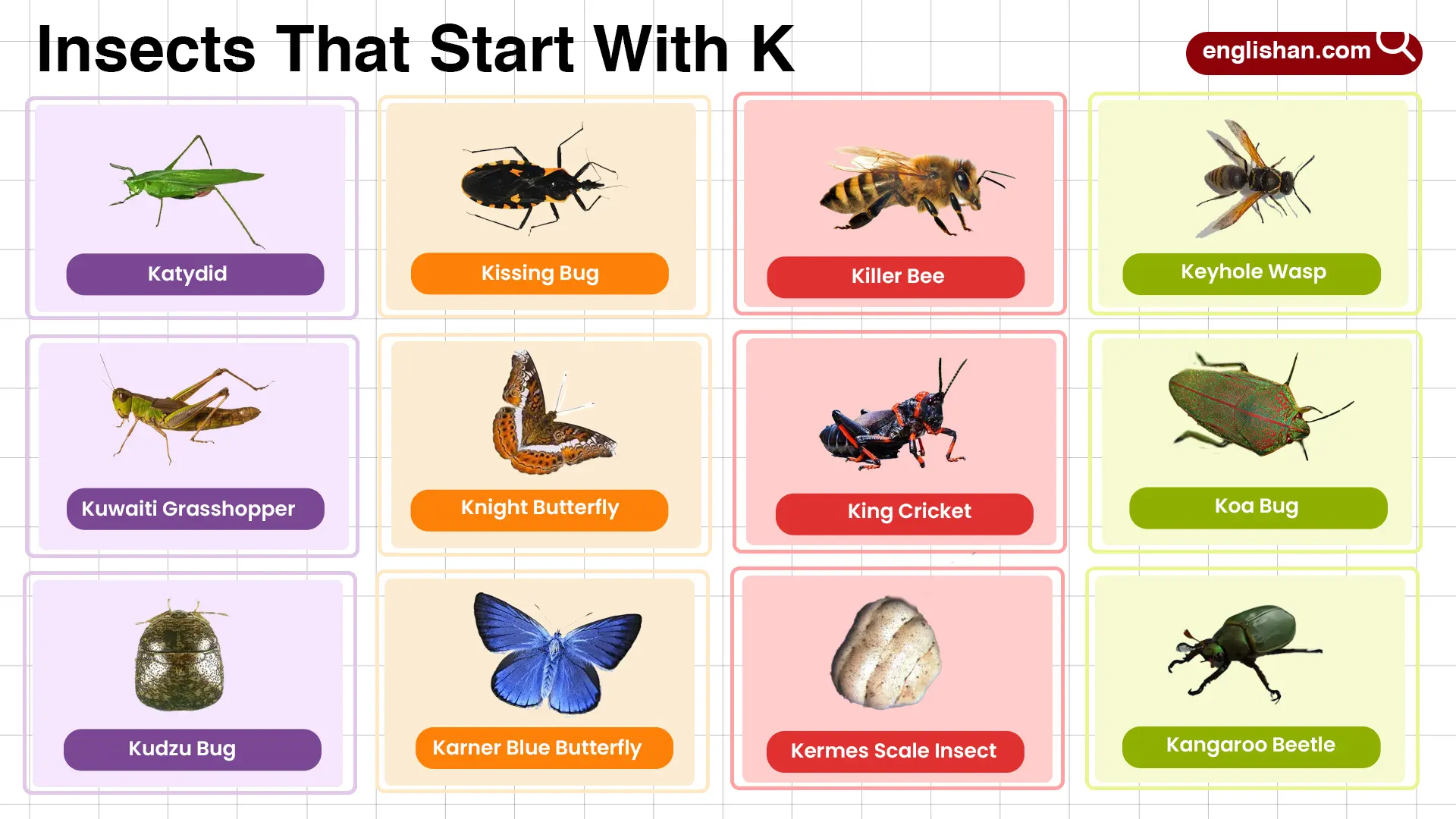 Insects That Start With K comprehensive words list