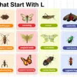 Insects That Start With L comprehensive words list