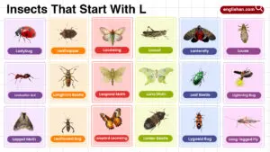 Insects That Start With L comprehensive words list