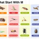 Insects That Start With M word list in English