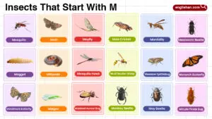 Insects That Start With M word list in English