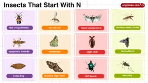 Insects that start with N in English list