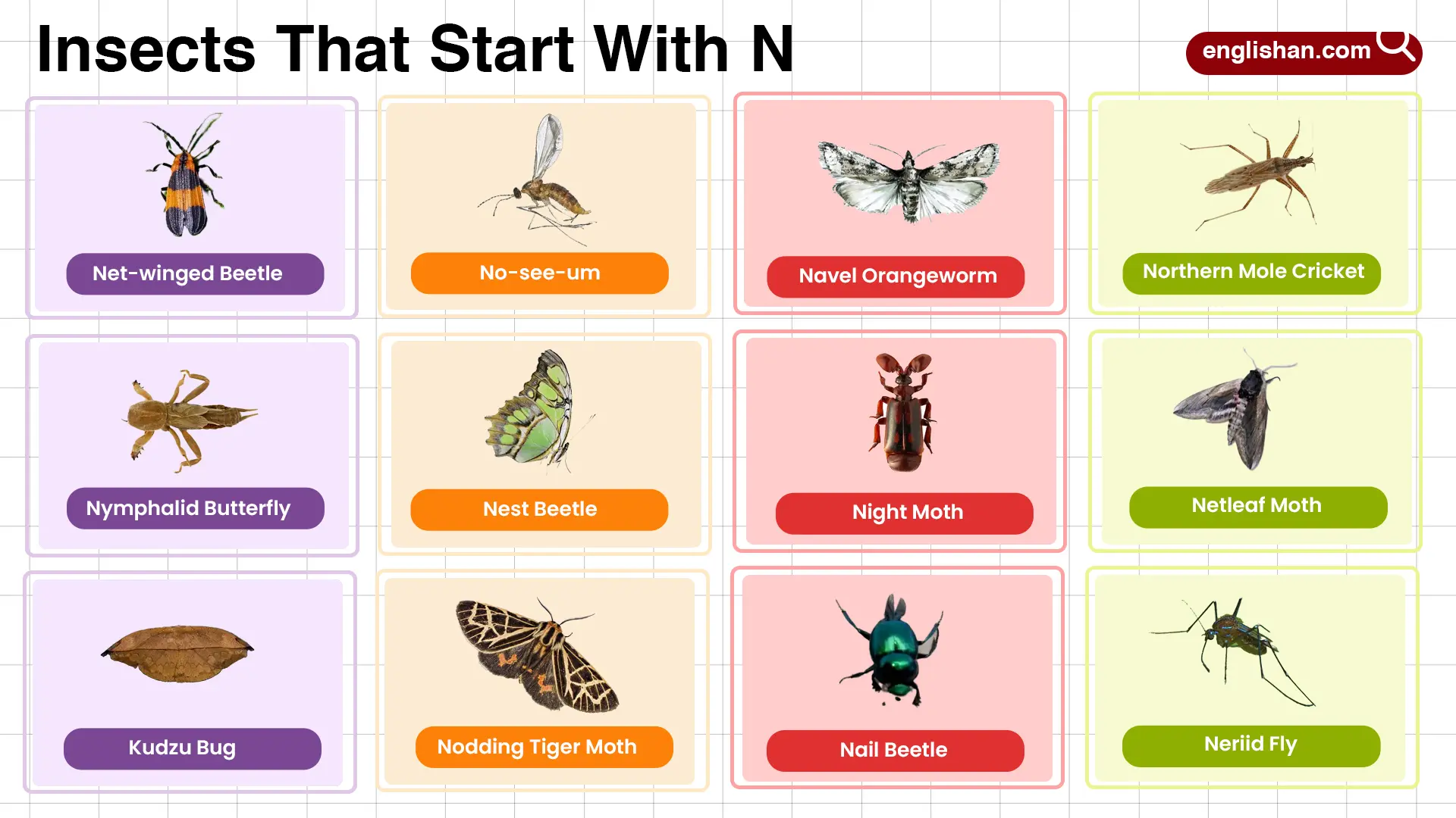 Insects that start with N in English list